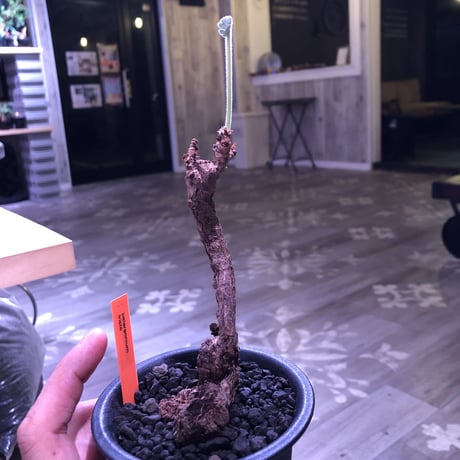 pelargonium  triste《M size》※大変生命力を感じる朽ちくした株裏の樹形‼︎※mad black pot植え