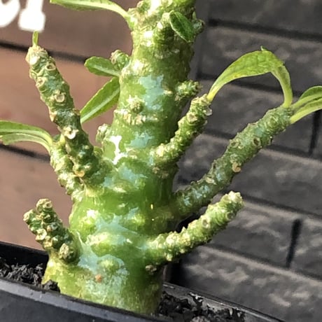 希少‼︎dorstenia gigas《小さめL  size》littmon  seed🌱9年株※極太ぼってり株元に良枝振りなリトモン渾身の一株※mad black pot植え