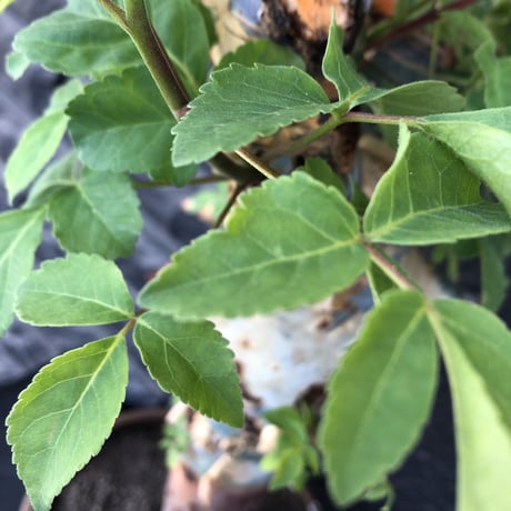 commiphora  holtziana《大きめLL size》驚愕‼︎極太株第3弾‼︎※現地球発根後店主国内管理3年株※渋さ佇まいが堪らない大株※brown marble bowl pot植え