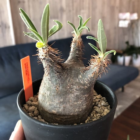 packypodium    gracilius《S size》発根済み株‼︎選抜組‼︎