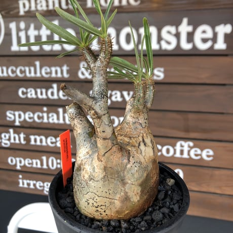 packypodium  gracilius《M size》※現地球発根済株※店主国内管理3年株※頭頂部全体が現地焼けの上、丁度良きサイズ感＆balance良樹形※mad black pot植え