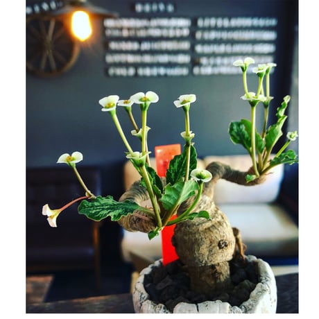 euphorbia  fishbone《 M size》※現地球発根済株※発根後店主国内管理3年株※激希少‼︎今や流通少なきフィッシュボーン‼︎※陶器鉢植え