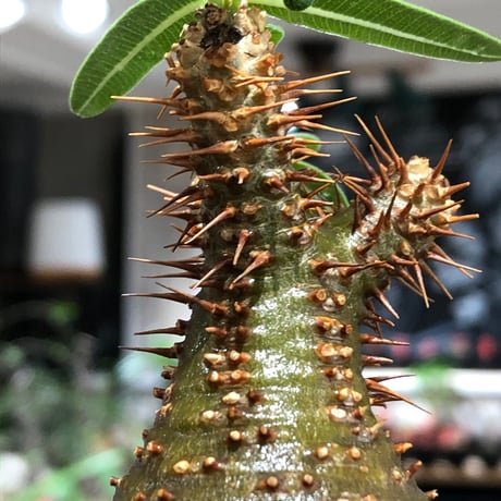 pachypodium gracilius《大きめS size》※現地球株発根済※チャームポイント的現地焼け＆極green肌を兼ね備えた良樹形株‼︎※black bowl pot植え