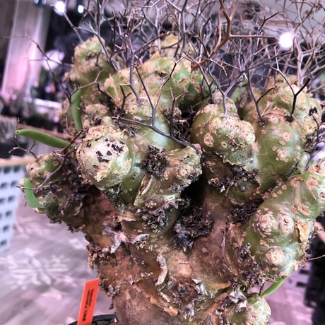 tylecodon    reticulatus《L L size》現地球発根済株※店主国内管理4年株※ヤバいほど太過ぎる株元に網目状な針の装い‼︎impact絶大※mad black pot植え
