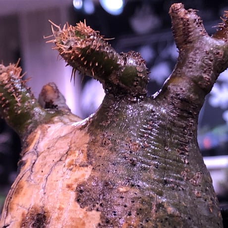 packypodium  gracilius《S size》一部グリーン肌＆激しい現地焼け株※現地球発根済株※良き肌colorに低重心＆生き様感じるエグれに現地焼け株※mad black pot植え