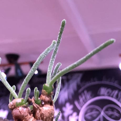 monilaria   pisiformis《SS  size》※現地球発根済株※モニラリア属　（最上位激希少種）※冬型caudex‼︎   ※mad black bowl pot植え