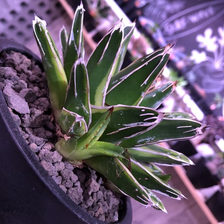 agave   victoria-ieginae  f.varieg. kizan《M  size》子吹き２つ   mad  black  pot植え