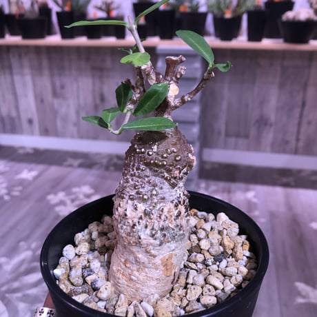 hockea  edulis《M size》