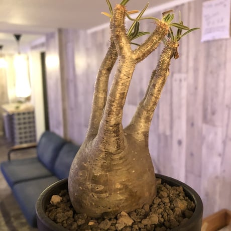 packypodium  gracilius《小さめM size》※現地球発根済株※店主国内管理3年株※compactなサイズ感のかわいいグラキ‼︎※mad black bowl pot植え