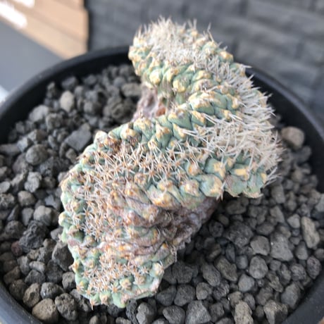strombocactus 菊水《L size》※驚愕激希少‼︎現地球発根済株※店主国内管理7年株※実生菊水でなく希少性高さ現地球株の更にbigな綴化株‼︎※mad black pot植え