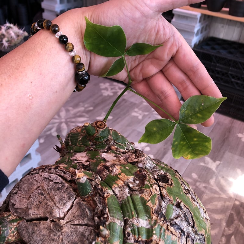 pseudobombax elipticum《XL size》※現地球発根済株※bigで丸い最 pseudobombax elipticum《XL size》※現地球発根済株※bigで丸い最