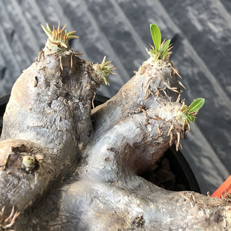 pachypodium eburneum《L size》※現地球発根後店主国内管理4年株※岩