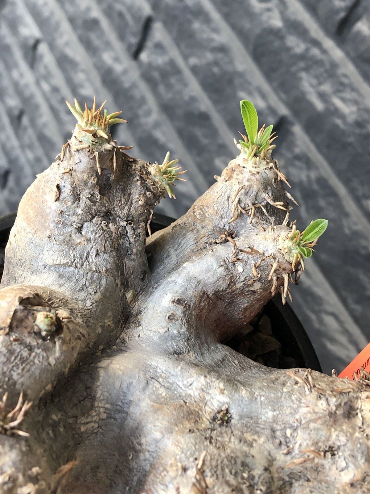 pachypodium eburneum《L size》※現地球発根後店主国内管理4年株 pachypodium eburneum《L size》※現地球発根後店主国内管理4年株