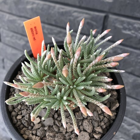 avonia  alstonii《XL size》※現地球発根後店主国内管理13年株※年代物且つ驚愕big株‼︎二度と手に入らないサイズ感‼︎ver.white花※ mad black pot植え