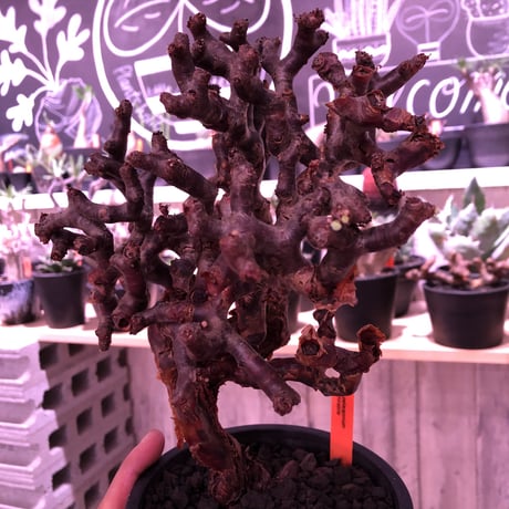 pelargonium  mirabile《L L size》※国内7年  店主管理株  幹上がり仕立てのpremiumミラビレ🌱  ※mad black pot植え
