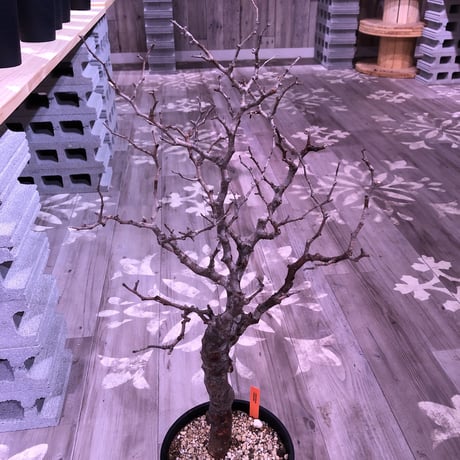 commiphora   monstrosa《 L  L size》未発根株