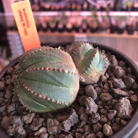 euphorbia  obesa《小さめM  size》W-he'd株※現地球発根済株※一部木質化した双頭オベサ※mad black bowl pot植え