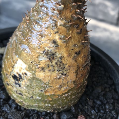 pachypodium gracilius《S size》希少‼︎green &brown肌＆現地焼け※現地球発根後店主国内管理3年株※味深きcontrastが堪らない※mad black pot植え