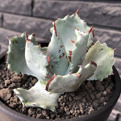 agave  isthmensis《M size》※現地球発根後店主国内管理2年株※weight低く締まり纏まり良き良バランス※mad black pot植え