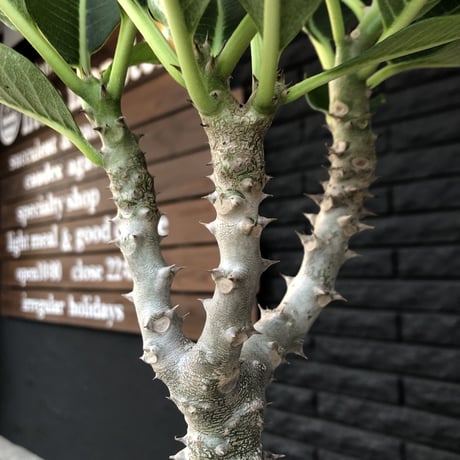 packypodium windsorii  ×  baronii  《L size》発根済み株 mad black pot植え  （限定①株）