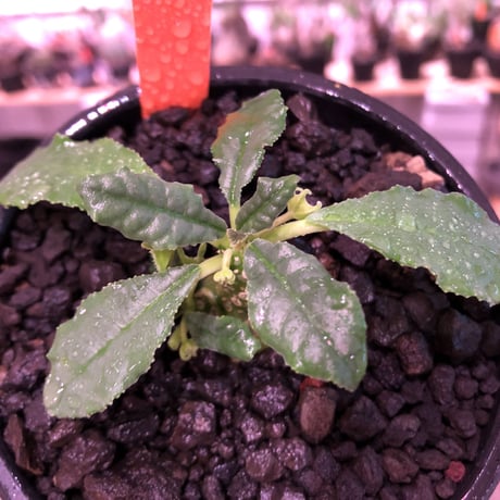 dorstenia   lavrani《S size》※成長遅い分小柄でも株元から分岐した良き樹形な希少ラブラニー‼︎※mad  black  bowl pot植え