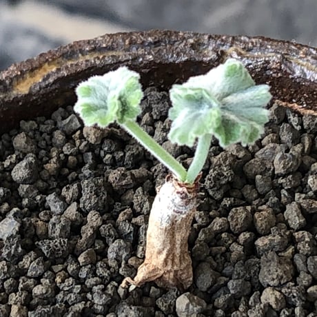 pelargonium  mirabile《SS size》※littmon seed株※誰もが愛おしく堪らないと感じる冬型の人気者※信楽陶器鉢植え