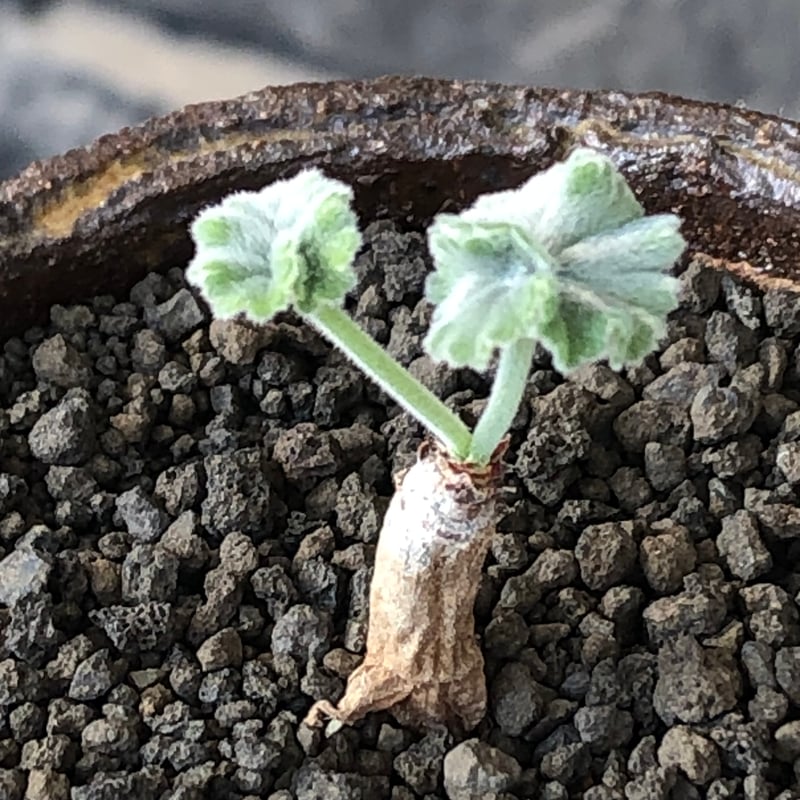 pelargonium mirabile《SS size》※littmon seed株※誰も