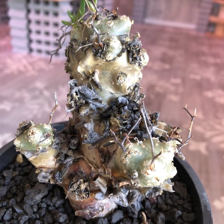 tylecodon    reticulatus《M  size》発根済み株‼︎
