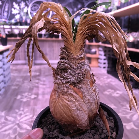 boophane   disticha  var.陽炎type‼︎《M size》※陽炎さがしっかり出てるcontrast抜群な一株‼︎mad black pot植え