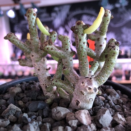 tylecodon buchholzianus《大きめL size》※大変良き佇まい&枝振りbalance 株‼︎太い幹に独特のぷっくりした葉を持つかわいい奴‼︎※mad black pot植え
