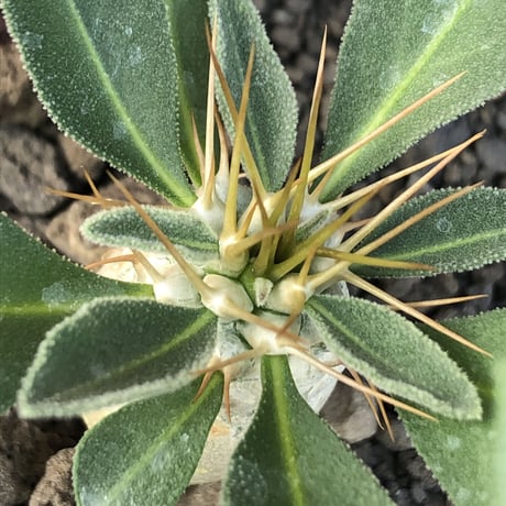 pachypodium  namaquanum 光堂《S size》littmon seed🌱※希少‼︎威勢よく葉も展開中‼︎しっかり育てたかわいい奴※mad black pot植え