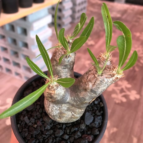 packypodium  inopinatum《大きめS  size》※現地球発根済株※繊細な葉を持つ希少高きかわいいイノピ※mad black bowl pot植え