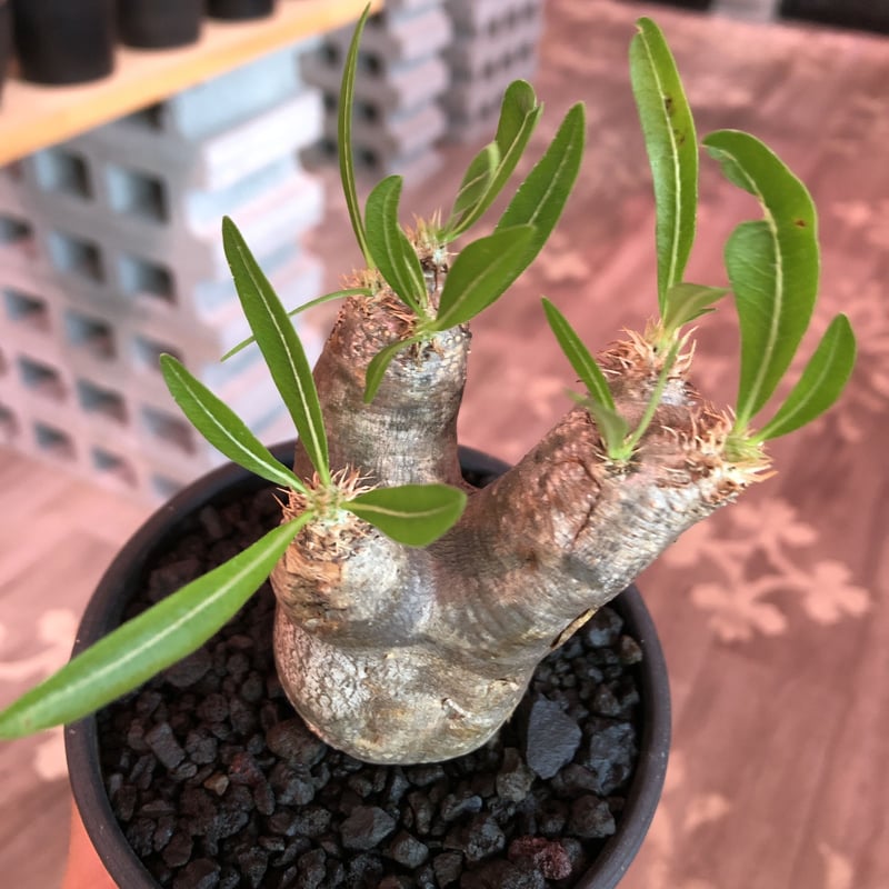 【希少】パキポディウム　イノピナツム　発根済み　大きめ 極美株】イノピナツム パキポディウム 特大 希少 現地球 発根