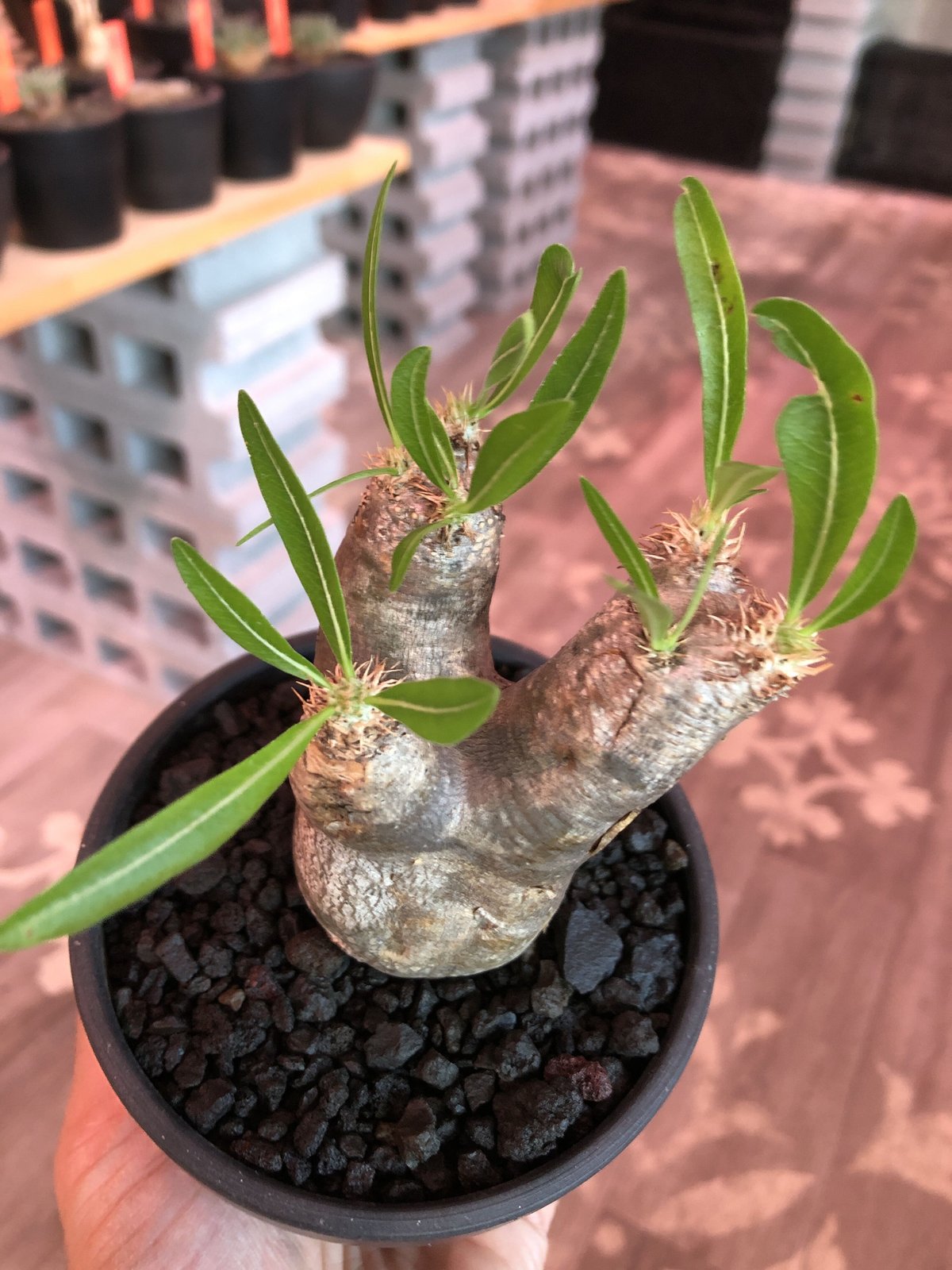 パキポディウム イノピナツム　発根済み　大きめ packypodium inopinatum《大きめS size》※現地球発根済株※繊細な