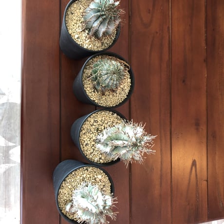 euphorbia    horrida