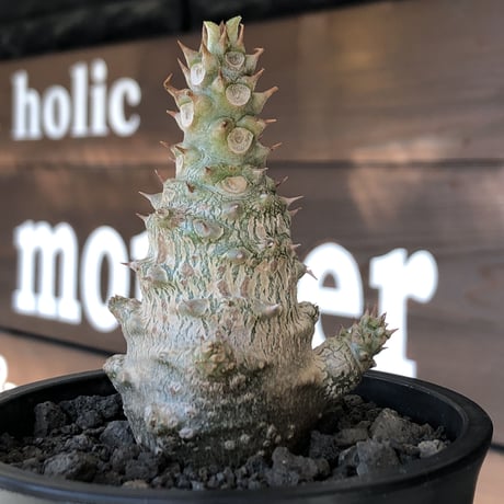 pachypodium windsorii《M size》※選抜littmon seed🌱※weight低き極ぼってり株元な良樹形※mad black pot植え