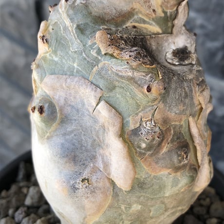 cyphostemma betiforme《 L size》※現地球発根後店主国内管理10年株※希少‼︎太く特化したボコボコ樹形でインテリア性高く今や流通極少な大株となり渾身の一株※鉄鉢植え