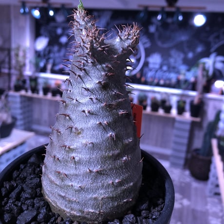 packypodium  gracilius 《M size》  現地球  発根済み株   mad black bowl pot植え（限定①株）