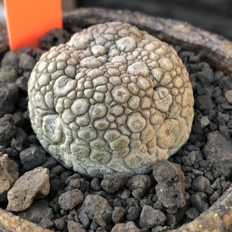 pseudolithos migiurtinus《大きめM size》驚愕‼︎激希少種※現地球発根後店主国内管理8年株※爬虫類や恐竜見たくwildな肌が堪らない‼︎※陶器浅鉢植え