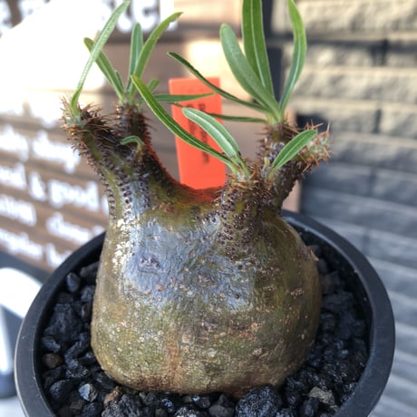 pachypodium  gracilius《小さめM size》激ぼってり樹形※現地球発根済株※店主国内管理2年株※極短枝低重心株の上、激ぼってり樹形が堪らない‼︎※mad black pot植え