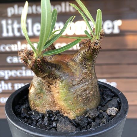pachypodium  gracilius《小さめM size》激ぼってり樹形※現地球発根済株※店主国内管理2年株※極短枝低重心株の上、激ぼってり樹形が堪らない‼︎※mad black pot植え