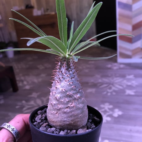 packypodium  gracilius《S S  size》※現地球株  ※発根済み株‼︎  でっぷりor赤肌