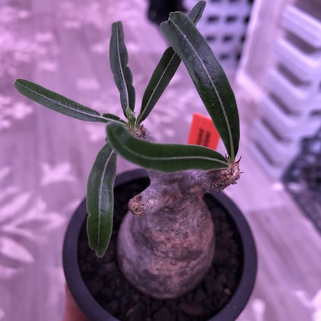 packypodium  gracilius（S size）※現地球発根済み株‼︎  ※恐竜の卵のような表皮color‼︎  ※mad black pot植え