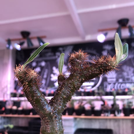 pachypodium  gracilius《小さめM size》一部希少green肌※現地球発根済株※店主国内管理2年株※捻くれ枝を持つ不格好さがかわいい一株※mad black pot植え