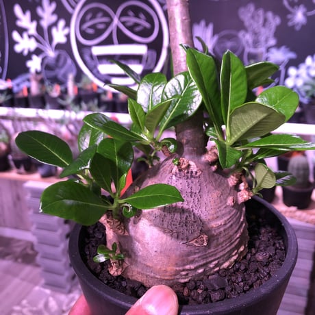 packypodium  decaryi 《 L  size》希少size‼︎ ※現地球発根済み　株元から珍しい程枝を出すでっぷり株‼︎※mad black pot植え