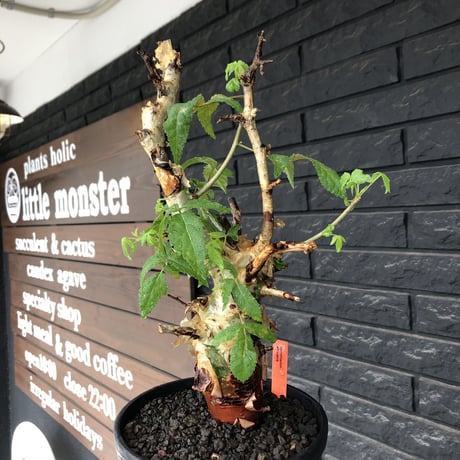 commiphora  africana《L size》※現地球株発根済※美しくbalance良き佇まい※tall pot植え