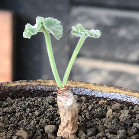 pelargonium  mirabile《SS size》※littmon seed株※誰もが愛おしく堪らないと感じる冬型の人気者※信楽陶器鉢植え