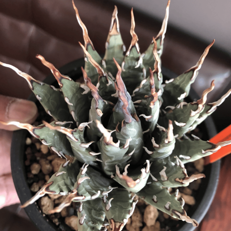 agave utaensis var.eborispina(var.陽炎type)※現地球 agave utaensis var.eborispina(var.陽炎type)※現地球