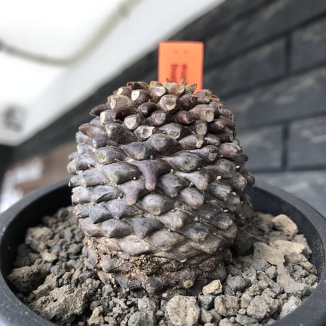 euphorbia bupleurifolia《大きめM size 》※まん丸球体株※現地球発根後店主国内管理5年株※ボコボコ肌＆良サイズ感なまん丸球体株※mad black pot植え