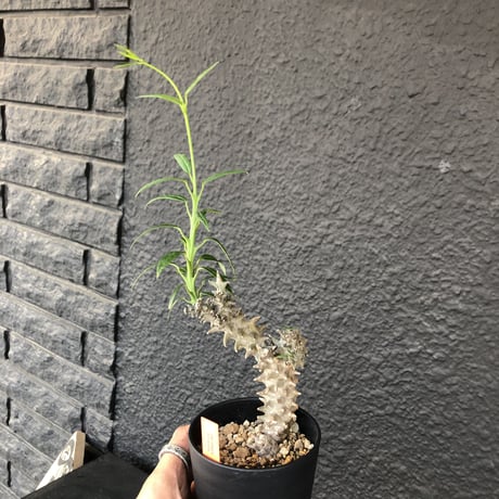 ceropegia   dimorpha《M size》